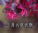 三月入學計劃：搶大學補錄名額，奪政府助學基金！